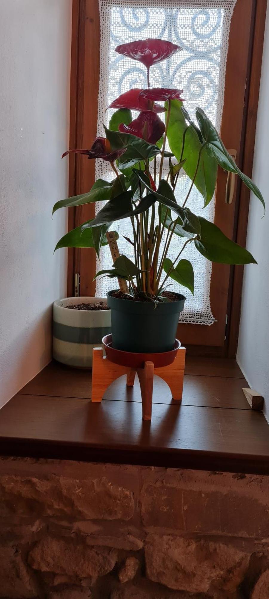 Garden Guest House Permet Ngoại thất bức ảnh